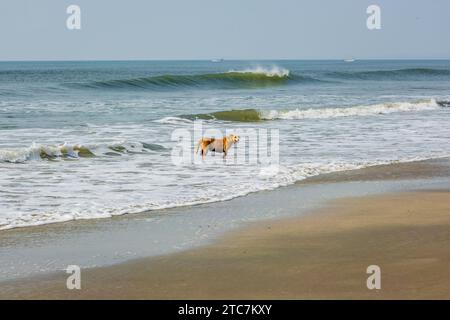 Streunende rote Hundestaunen am Sandstrand in der Nähe des Meeres oder Meeres Stockfoto