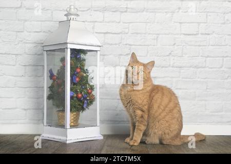 Niedliche rote Katze, die neben einem kleinen weihnachtsbaum sitzt und komisch in die Kamera blickt. Stockfoto