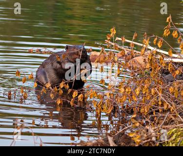 Beaver Nahaufnahme von vorne, Bau eines Biberdamms und Lodge in seinem Lebensraum Umgebung und Umgebung, mit nassbraunem Fell. Stockfoto