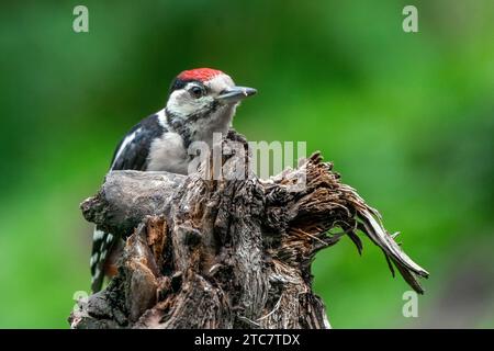 Großer Spechte Dendrocopos Major, Männchen dieses großen Vogels sitzt auf Baumstumpf, rote Federn, grüner diffuser Hintergrund, wilde Naturszene Stockfoto