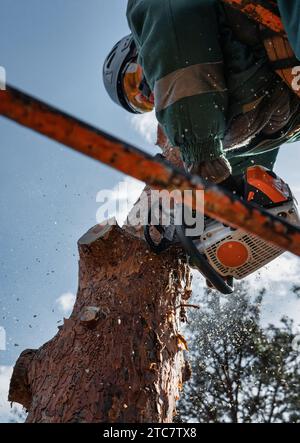 Der niedrige Winkel des Baums schneidet den Stamm eines Notbaums mit einer Kettensäge. Stockfoto