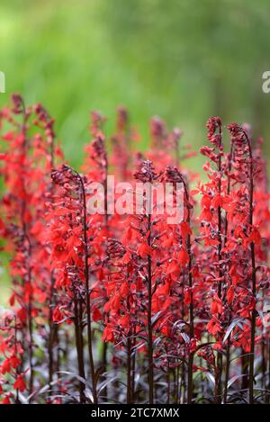 Kardinalblume Königin Victoria, Lobelia cardinalis Königin Victoria, zweilippige hellrote Blüten Stockfoto