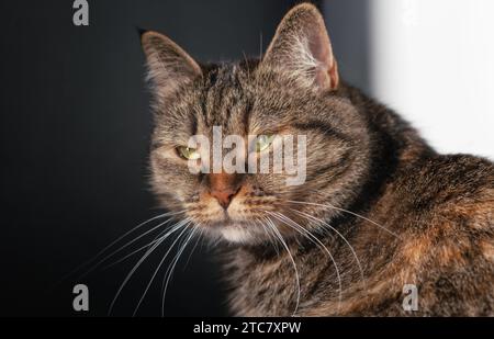 Nahporträt einer Katze mit sanftem Sonnenschein. Haustiere Stockfoto