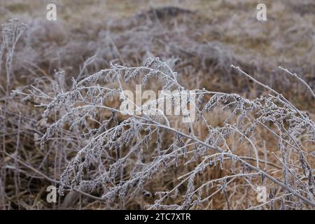 Ein ruhiger Wintermorgen mit sanftem Nebel und zartem Frost, der Pflanzen schmückt, schafft ein ruhiges und bezauberndes Ambiente. Stockfoto