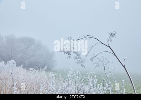 Eine mystische Szene des frühen Winters, die seine Magie durch den Nebel enthüllt, während die Elemente der Natur sich in einem ätherischen Tanz verflechten. Stockfoto