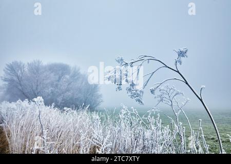 Ein ruhiger Wintermorgen mit sanftem Nebel und zartem Frost, der Pflanzen schmückt, schafft ein ruhiges und bezauberndes Ambiente. Stockfoto