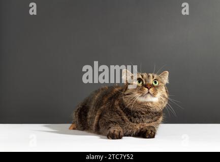 Schöne dreifarbige Katze mit langen Barthaaren schaut nach oben auf weißem und grauem Hintergrund Stockfoto