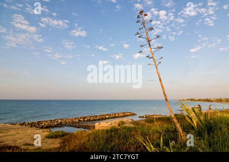 Agavenblüten entlang der Küste des Ionischen Meeres in Sizilien, Italien Stockfoto