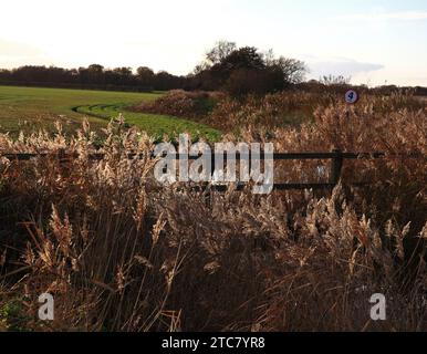 Ein Bild von Common Reed Samenköpfen an einem Deich, der zur Staithe auf den Norfolk Broads in West Somerton, Norfolk, England, Großbritannien führt. Stockfoto