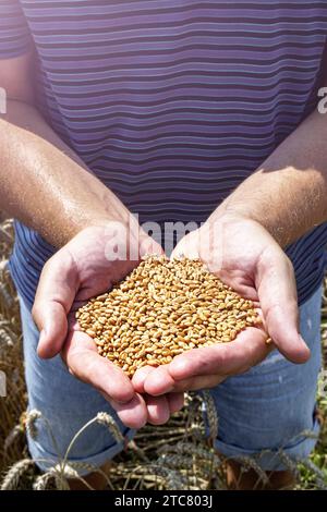 Der Bauer hält Weizenkörner nah in der Hand Stockfoto