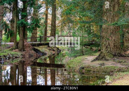 Rhinefield Bridge über Blackwater Stream, Ornamental Drive, Brockenhurst, New Forest, Hampshire, Uk Stockfoto