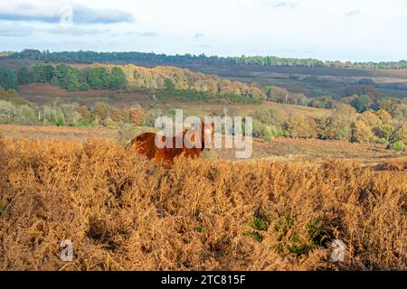 Pony am Mogshade Hill im New Forest National Park, Hampshire, England, Großbritannien Stockfoto