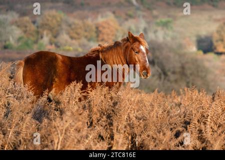 Pony am Mogshade Hill im New Forest National Park, Hampshire, England, Großbritannien Stockfoto