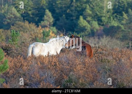 Wild Ponies am Mogshade Hill im New Forest National Park, Hampshire, England, Großbritannien Stockfoto