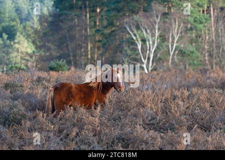 Pony am Mogshade Hill im New Forest National Park, Hampshire, England, Großbritannien Stockfoto