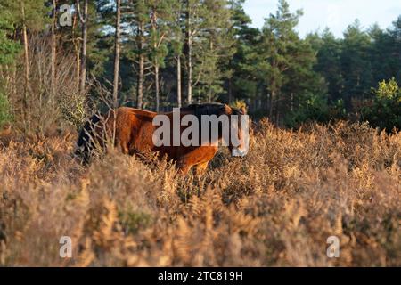 Pony am Mogshade Hill im New Forest National Park, Hampshire, England, Großbritannien Stockfoto