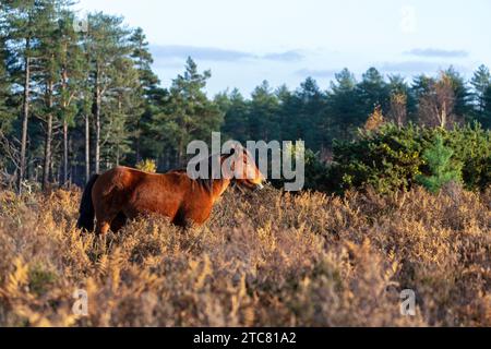 Wild Pony am Mogshade Hill im New Forest National Park, Hampshire, England, Großbritannien Stockfoto