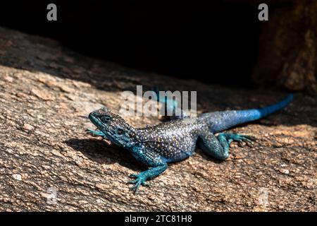 Sinai Agama, Pseudotrapelus sinaitus. Die Asir-Berge, Saudi-Arabien. Stockfoto