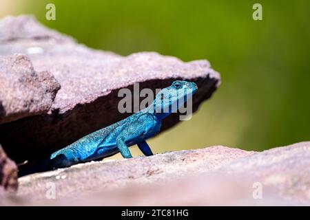 Sinai Agama, Pseudotrapelus sinaitus. Die Asir-Berge, Saudi-Arabien. Stockfoto