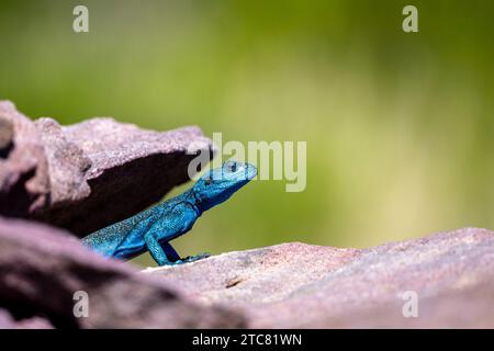 Sinai Agama, Pseudotrapelus sinaitus. Die Asir-Berge, Saudi-Arabien. Stockfoto