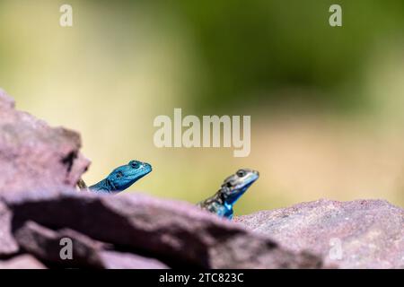 Sinai Agama, Pseudotrapelus sinaitus. Die Asir-Berge, Saudi-Arabien. Stockfoto