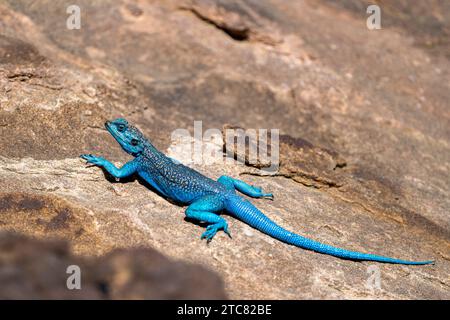 Sinai Agama, Pseudotrapelus sinaitus. Die Asir-Berge, Saudi-Arabien. Stockfoto