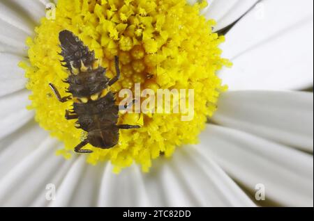 Nahaufnahme des großen gefleckten Marienkäfers (Harmonia conformis) auf der Gänseblümchenblüte Stockfoto