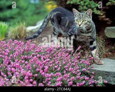 Gestromte Hauskatze inspiziert bluehende Schneeheide im Fruehlingsgarten Katze im Garten *** Brindle Hauskatze inspiziert blühende Schneeheide im Frühlingsgarten Katze im Garten Credit: Imago/Alamy Live News Stockfoto