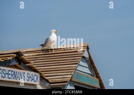 WHITBY, NORTH YORKSHIRE, Vereinigtes Königreich, 19. JULI 2022: Seagull auf einer nachgebildeten Fischerhütte in Whitby, North Yorkshire Stockfoto