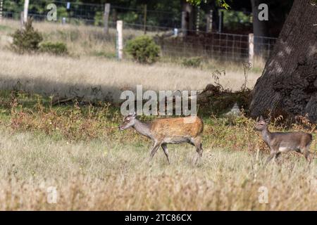 Wilde japanische Sika-Hirsche (Cervus nippon) Hind und Baby wandert in Dorset Stockfoto