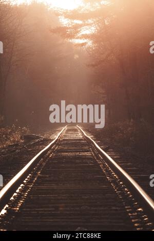 Bahngleise im Wald Stockfoto