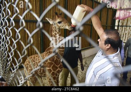 Guwahati, Guwahati, Indien. Dezember 2023. Himanta Biswa Sarma Chief Minister of Assam Feed 23 Tage alte Giraffe im Gehege des Assam State Zoo in Guwahati Assam Indien am 9. Dezember 2023 (Foto: © Dasarath Deka/ZUMA Press Wire) NUR REDAKTIONELLE VERWENDUNG! Nicht für kommerzielle ZWECKE! Stockfoto