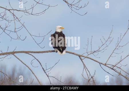 Wunderschöner Weißkopfadler auf Baumzweig Stockfoto