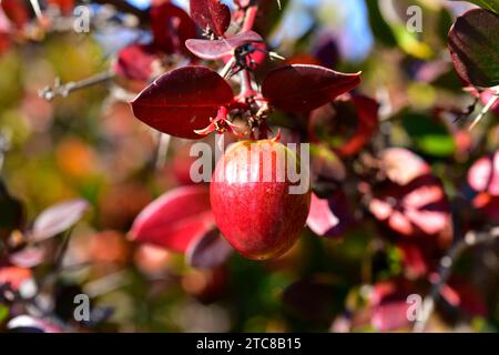 Natal Plum (Carissa macrocarpa) ist ein immergrüner stacheliger Strauch, der im südlichen Afrika beheimatet ist. Seine Früchte sind essbar. Stockfoto