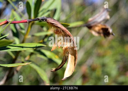 Oleander (Nerium oleander) ist ein giftiger Sträucher oder kleiner Baum, der im Mittelmeerraum beheimatet ist. Offenes Obst mit Samen. Dieses Foto wurde in Cabo de GA aufgenommen Stockfoto