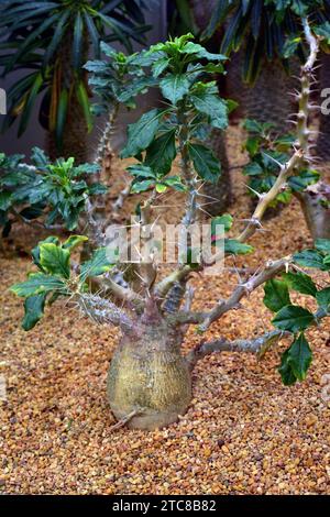 Kudulilie (Pachypodium saundersii) ist ein stacheliger, saftiger Strauch, der im südlichen Afrika beheimatet ist. Stockfoto