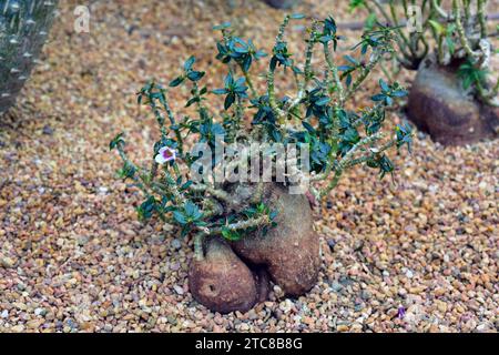 Kudulilie (Pachypodium saundersii) ist ein stacheliger, saftiger Strauch, der im südlichen Afrika beheimatet ist. Stockfoto