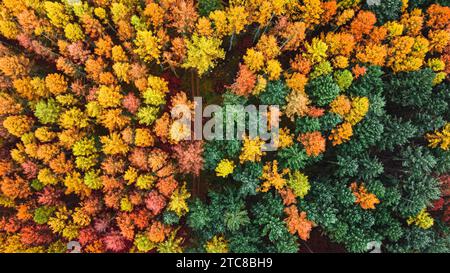 Fantastischer Blick auf den Herbst im Wald von der Drohne. Aus der Vogelperspektive auf die Tierwelt. Stockfoto