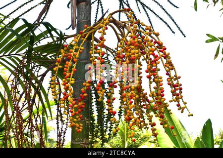 Areca-Palme oder Betelpalme (Areca catechu) ist eine in Südostasien heimische Palme, wird aber in vielen tropischen Regionen wegen ihrer Stimulanzien Nüsse (con Stockfoto