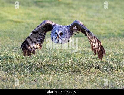 Eine majestätische Eule, die anmutig über eine ländliche Landschaft schwebt. Stockfoto