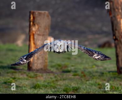 Eine majestätische Eule, die anmutig über eine ländliche Landschaft schwebt. Stockfoto