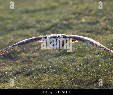 Eine majestätische Eule, die anmutig über eine ländliche Landschaft schwebt. Stockfoto