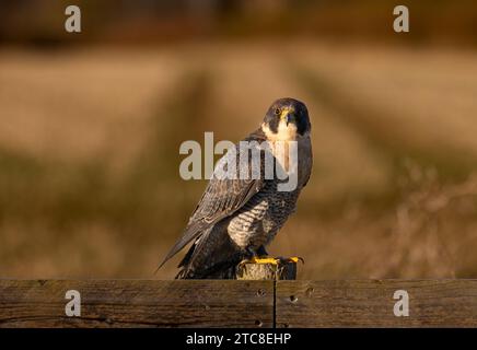 Ein Wanderfalke auf einem hölzernen Zaunpfosten. Stockfoto