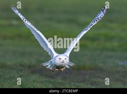 Eine majestätische Eule, die anmutig über eine ländliche Landschaft schwebt. Stockfoto