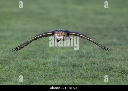 Eine majestätische Eule, die anmutig über eine ländliche Landschaft schwebt. Stockfoto