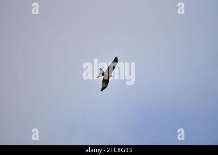 Unter der Ansicht des Roten Drachens (Milvus milvus), der im November von links nach rechts gegen Blue Sky fliegt, aufgenommen in der Mitte von Wales, Großbritannien Stockfoto