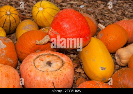 Kürbisse (Cucurbita) (Cucurbitaceae) sind eine Pflanzengattung der Kürbisse. Es werden fünf Arten angebaut: Cucurbita argyrosperma, siam-Kürbis Stockfoto