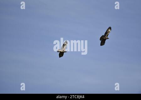 Zwei Bussarde (Buteo buteo) fliegen in der Mitte und rechts vom Bild, beide mit Flügeln gespreizt und sonnenbeleuchtet, gegen einen blauen Himmel im Herbst in Wales, Großbritannien Stockfoto