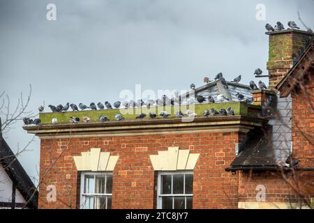 Tauben auf einem Gebäude in der Southgate Street, Gloucester, Großbritannien Stockfoto