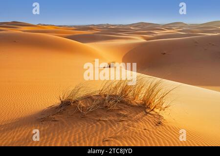 Karge Vegetation wie Gräser in windgepeitschten Sanddünen von Erg Chebbi in der Sahara in der Nähe von Merzouga, Drâa-Tafilalet, Errachidia, Marokko Stockfoto